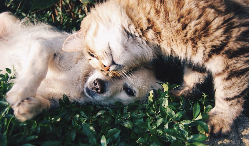 Tierkommunikation, sprechen mit Tieren, Hunde, Katzen, Haustiere, Krafttieren, Tiere verstehen, Maren Heuer, Sorfothilfe für Tiere am Telefon